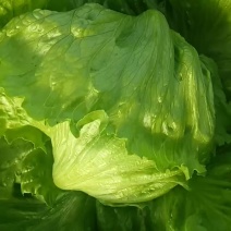 球生，河北生菜，张家口生菜，阳原生菜，蔚县
