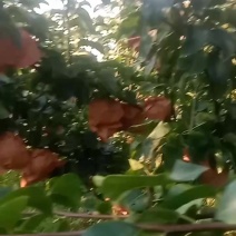 山东青岛莱西市秋月梨大量下树了！