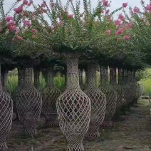 紫薇编织花瓶、紫薇花瓶批发、1.5米高紫薇花瓶价格