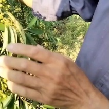 大量供应，高产木姜子苗，承若服务到位欢迎来电