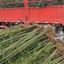 刚竹