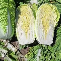 黄心大白菜