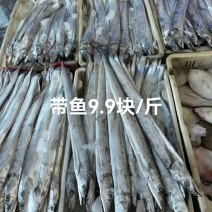 带鱼9.9元每斤带鱼肉刀鱼冷冻水产黄海小眼带鱼