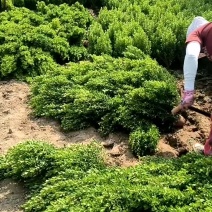 小叶黄杨