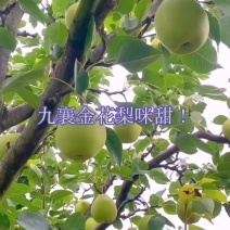 金花梨咪甜！细沙，口感好！