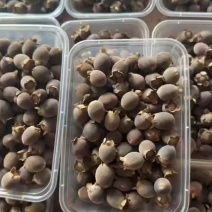 广东清远本地野生桃金娘新鲜果，有需要的老板随时来电咨询详