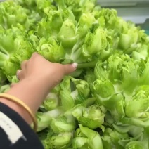 儿菜，这里儿菜基地二十万亩，品质保证，服务态度好