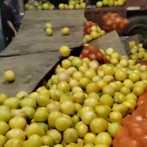 三红蜜柚一件代发