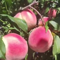 水蜜桃