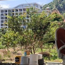 树葡萄嘉宝果树