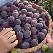 桃金娘稔子苗