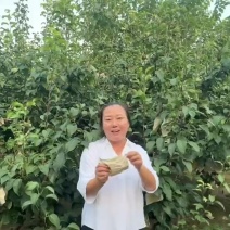 老北京京白梨