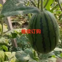 2K礼品西瓜