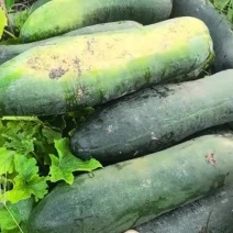 广西地东瓜爪大量上市全国发货电商工厂食堂市场