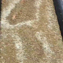辽宁辽阳养殖黄粉虫，寻求买虫老板