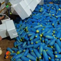 绿皮西葫芦