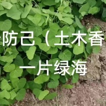 【粉防己苗】根茎苗江西道地药材诚信经营支持视频看货