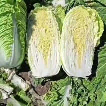 黄心大白菜