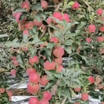 昭通丑苹果