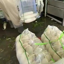 精品白萝卜