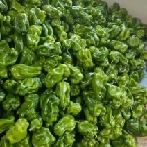 麻辣大量有货