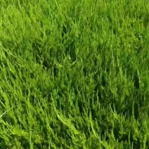 苗圃大量出售高40-50厘米龙柏