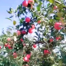 红嘎啦苹果，黄嘎啦苹果