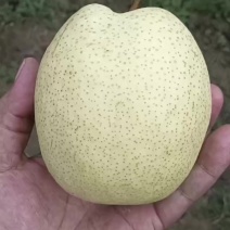 套袋白酥六两起步