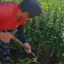 胶东卫矛60-80公分大量供应