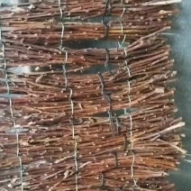 金蝉卵枝条