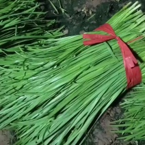 精品二刀韭菜大量上市中价格不高，颜色绿，高度40/45公