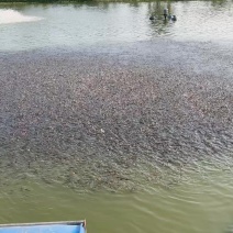 黄骨鱼苗