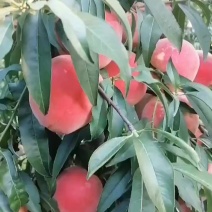 秋彤桃