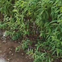 桃树芽苗开始定向嫁接