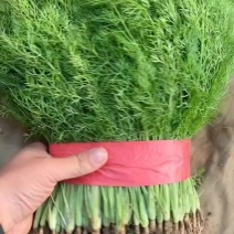 茴香苗