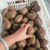 淄博碧玉猕猴桃