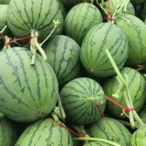 山东小糖丸西瓜