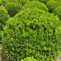 自己苗圃大量出售冠幅120厘米瓜子黄杨球