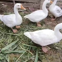 活鹅