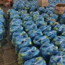 绿皮西葫芦