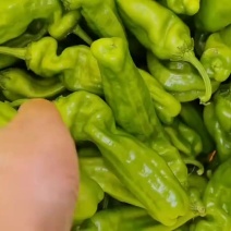 小苏椒