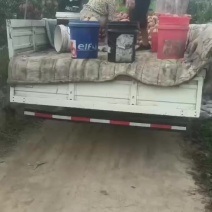 秋月梨