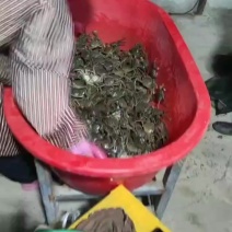 盘锦河蟹1两母蟹