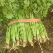 精品香菜大量上市