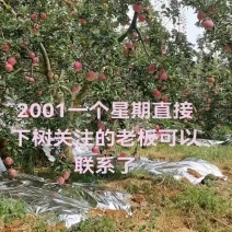 2001大量上市