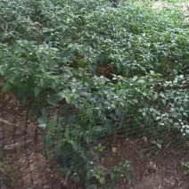 云南龙街大田老品种山青红辣椒现摘现发