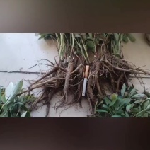 内蒙古呼伦贝尔阿荣旗道地药材三年赤芍苗