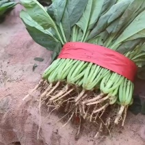 菠菜