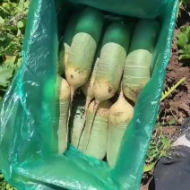 水果萝卜。基地直装。