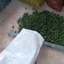 澳洲坚果